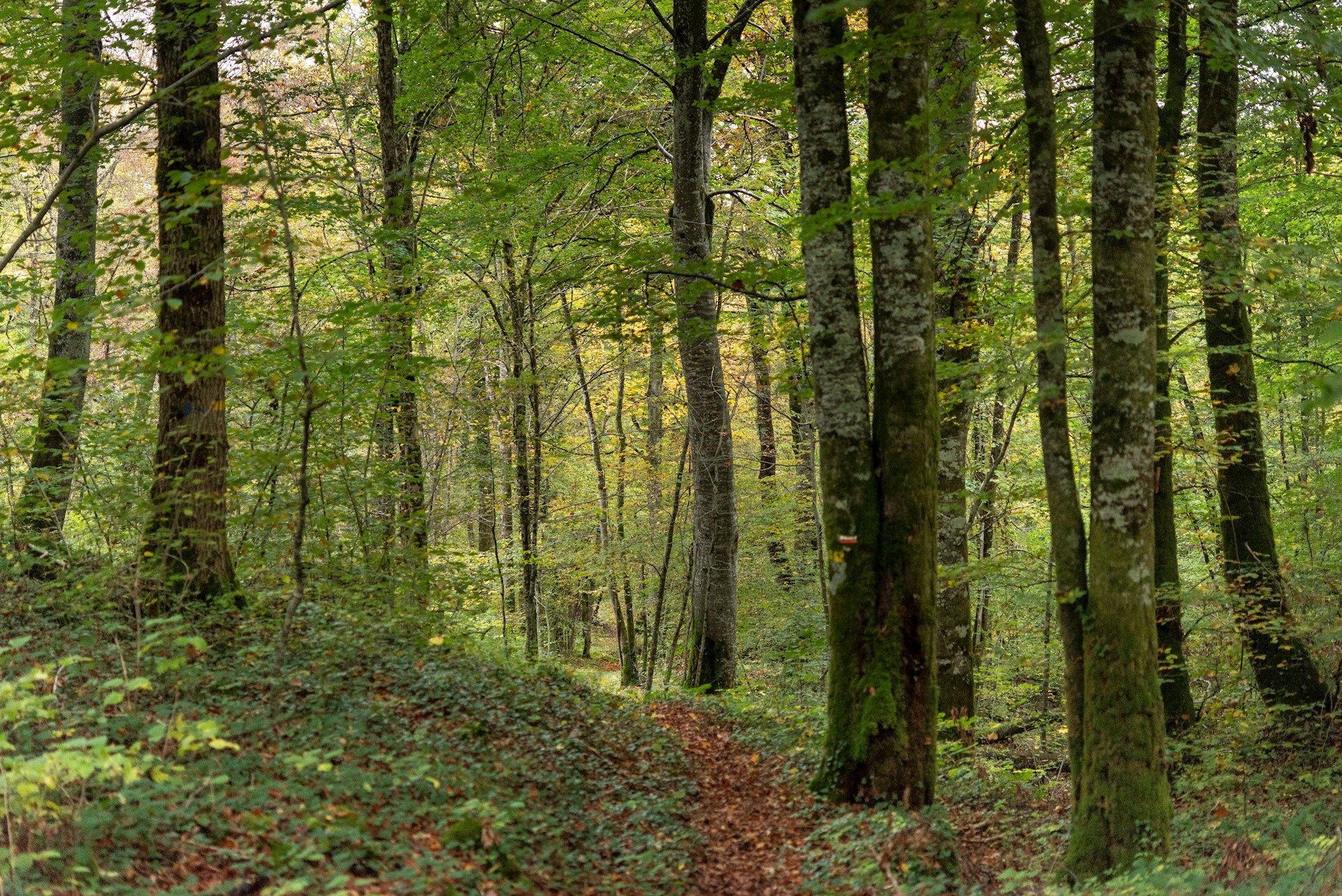 Pierre - WITT - HEMIS